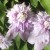 Double clematis blooms