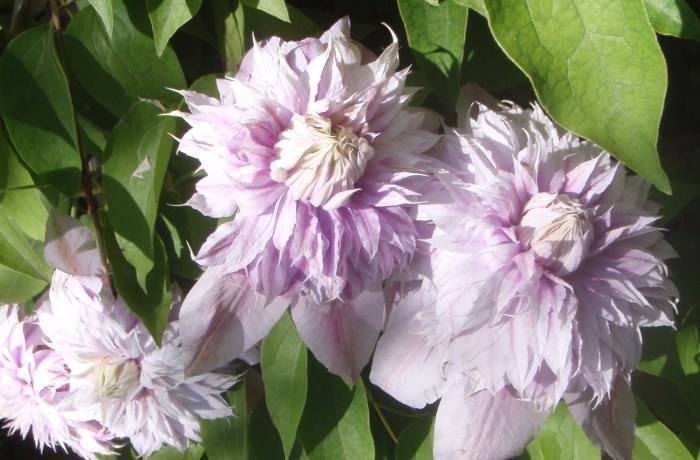 Double clematis blooms