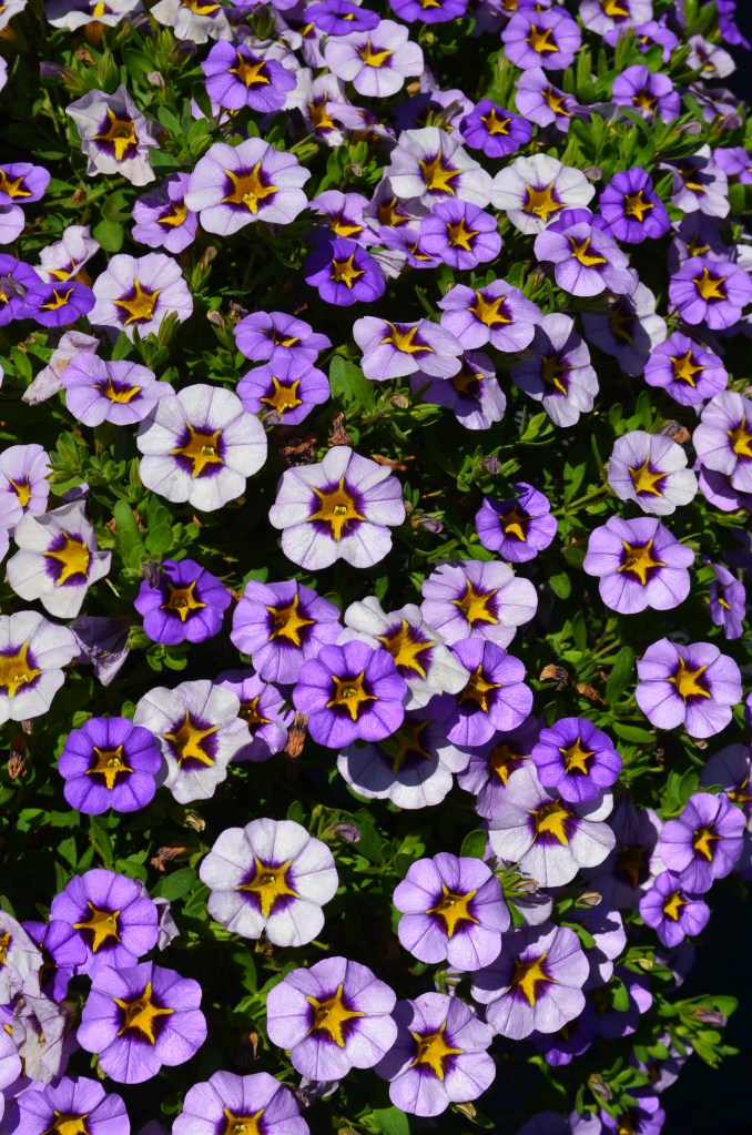 Purple calibrachoa