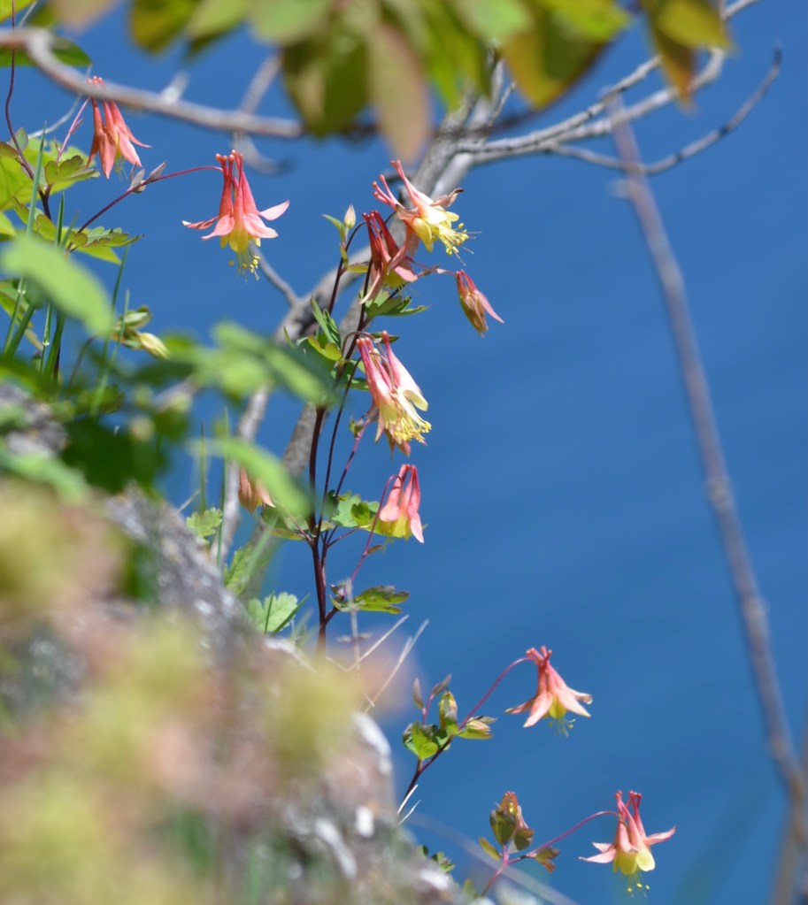Wild aquilegia blooms