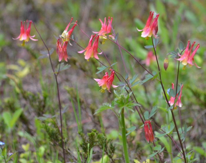 Aquilegia in Southern Ontario
