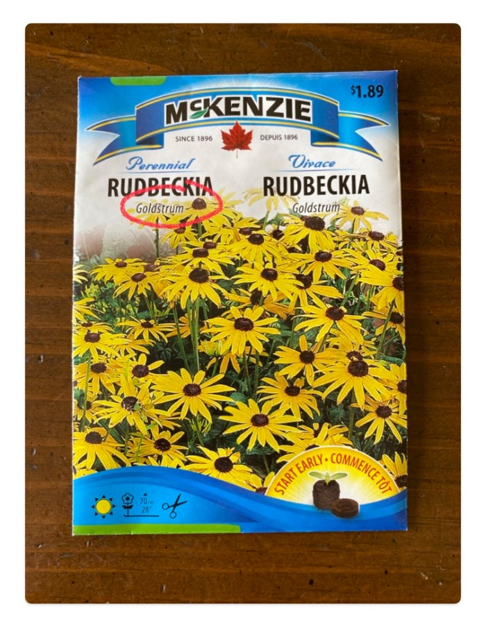 Rudbeckia Goldstrum