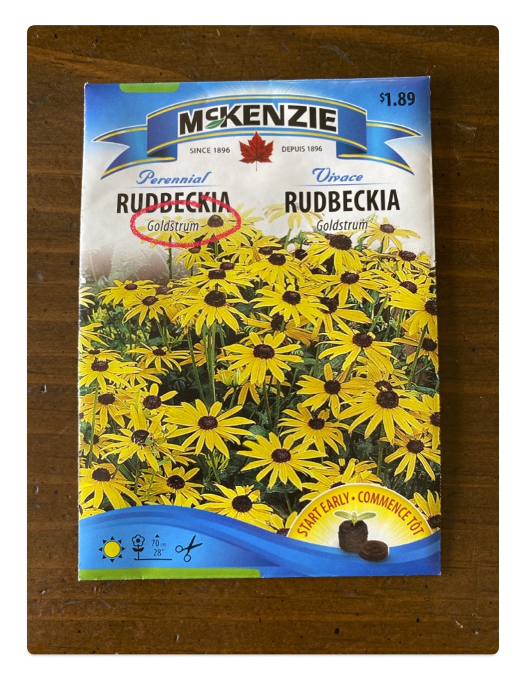 Rudbeckia Goldstrum