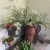 Plantings and cut flowers in shade