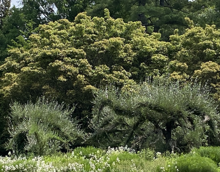 Trees and shrubs at Chanticleer