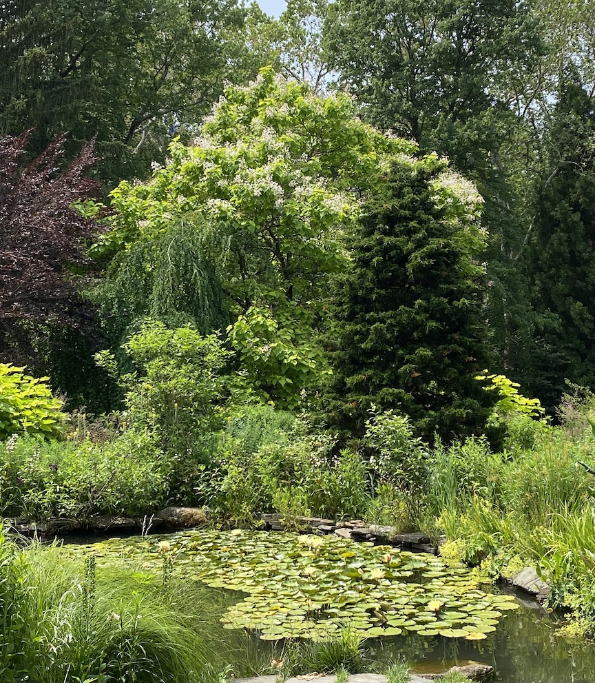 Koi pond framed by trees and shrubs
