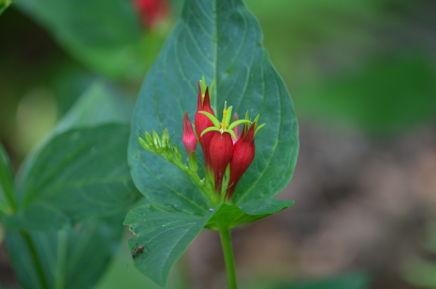 Close up of Indian Pink plant