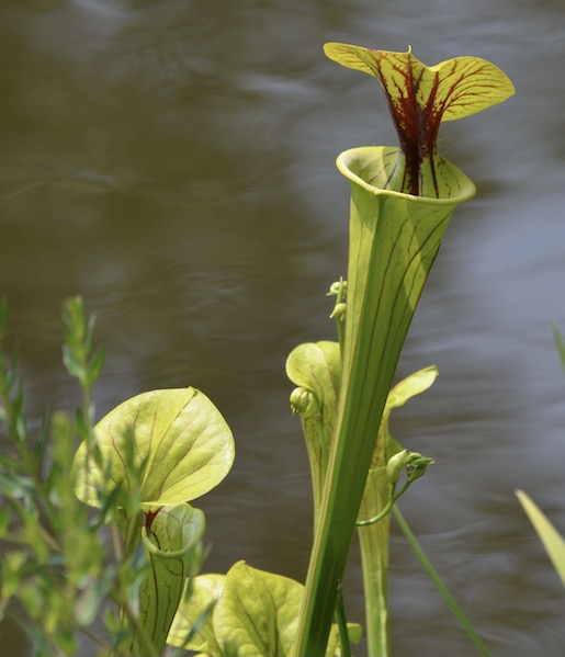 Yellow Pitcher plants