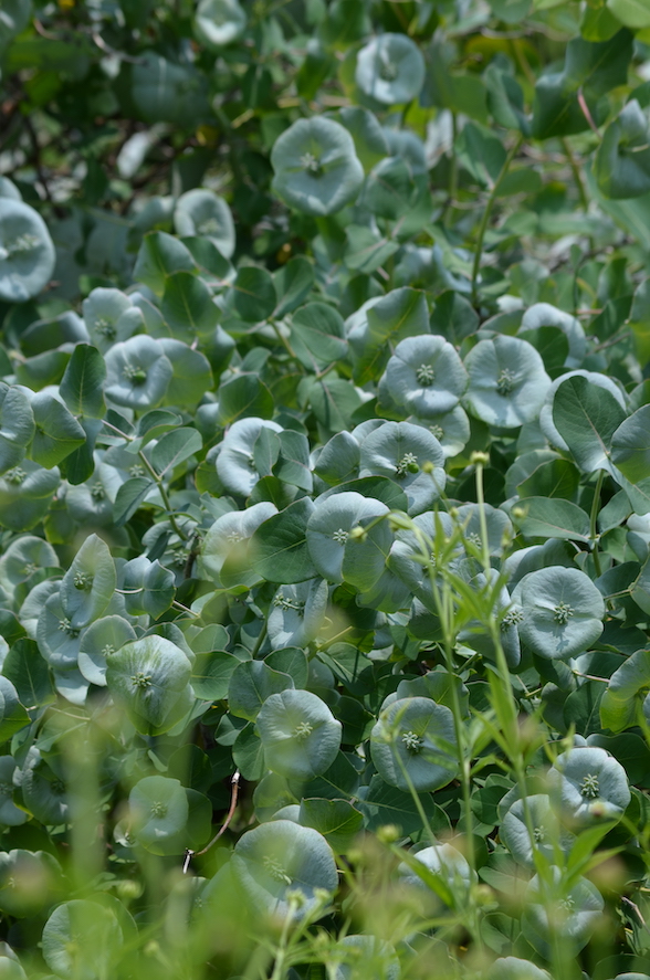 Close up of Lonicera reticulata ‘Kintzley’s Ghost’