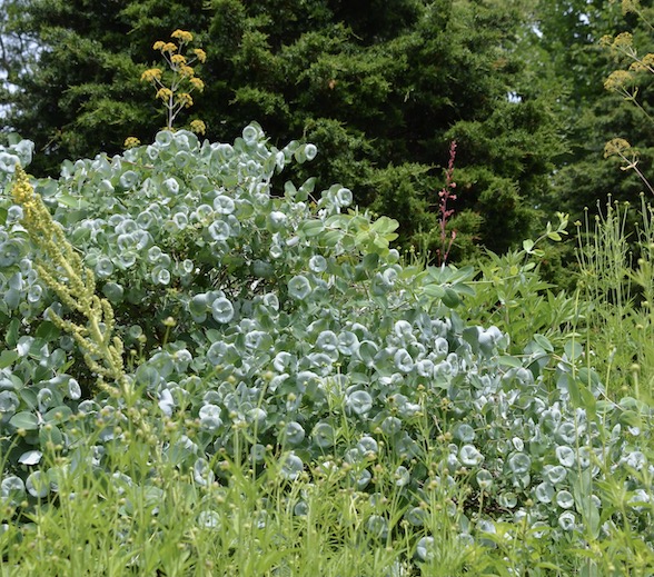 Rare Lonicera reticulata ‘Kintzley’s Ghost’