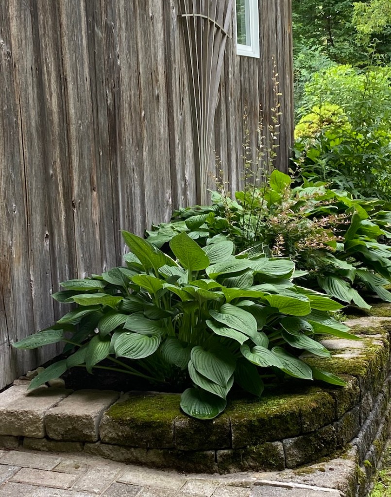 Hostas in raised brick flower bed