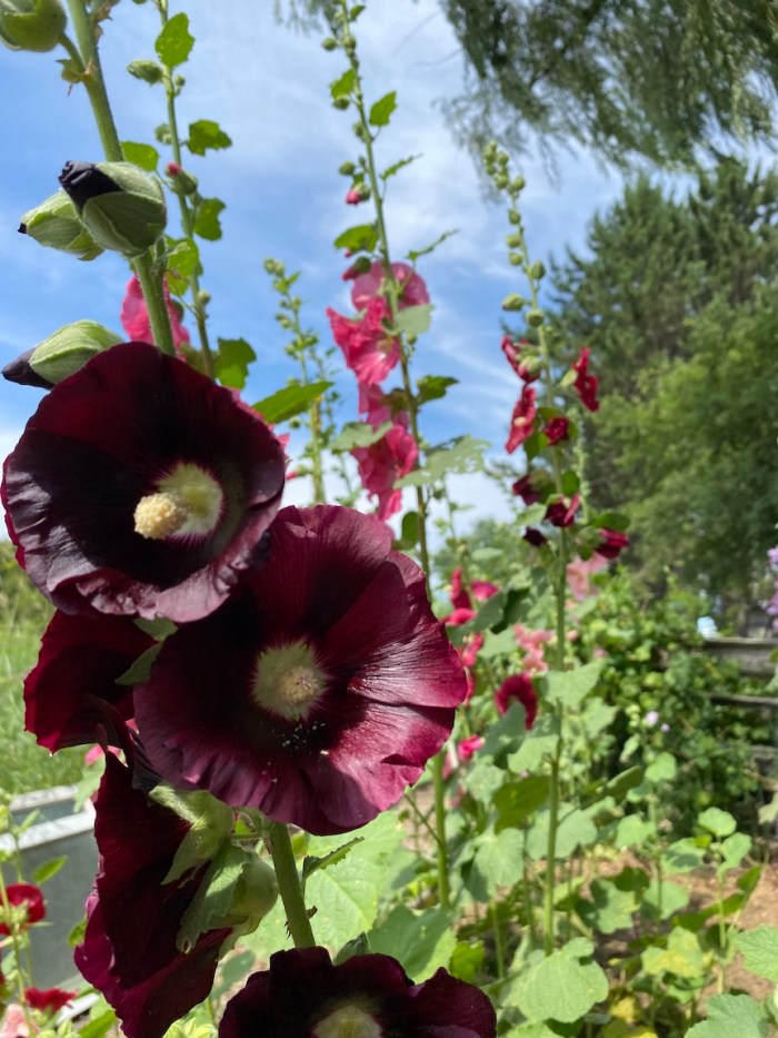 Deep purple hollyhocks
