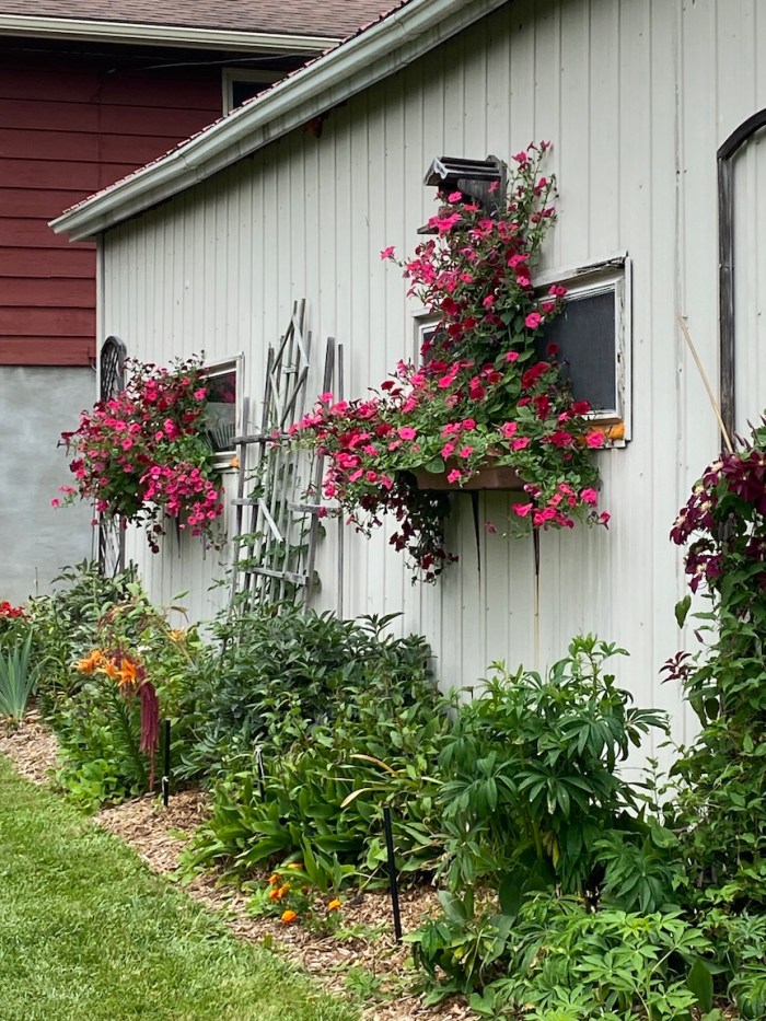 Climbing petunia on windows