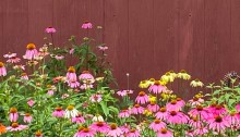 Coneflowers and red barn