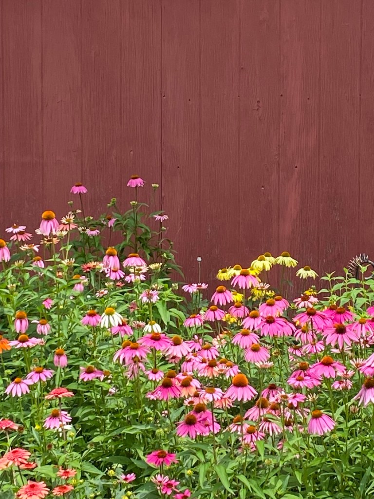 Coneflowers and red barn