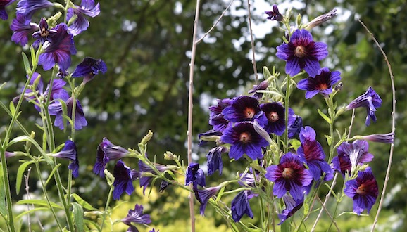 Kew Blue painted tongue