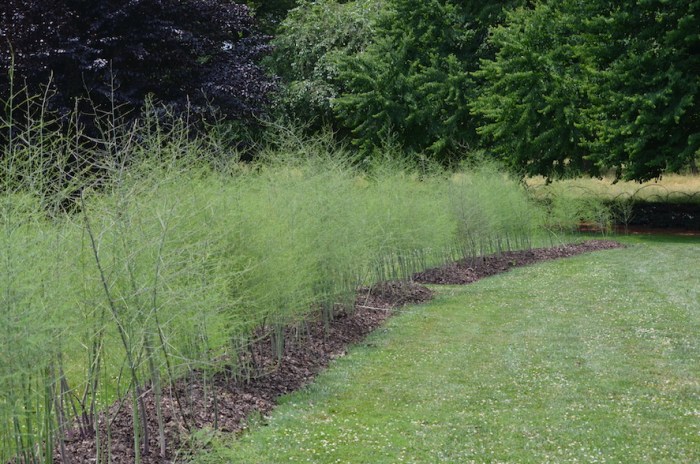 Asparagus beds
