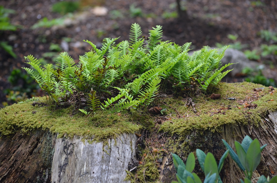 A stump is topped by ferns