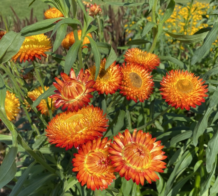 The awesomeness of strawflowers, in the garden and beyond | Ministry of the  fence