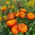 Orange strawflowers