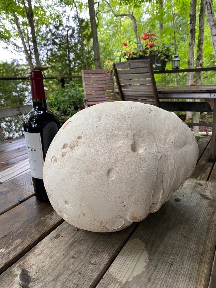 Giant puffball