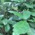 Loquat Leaf oak tree