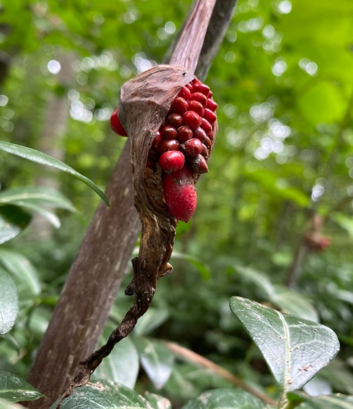 Berries of Jack In The Pulpit
