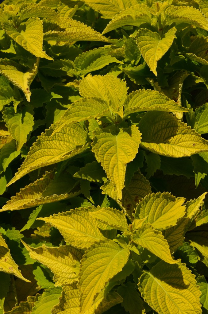 Coleus Lime Time