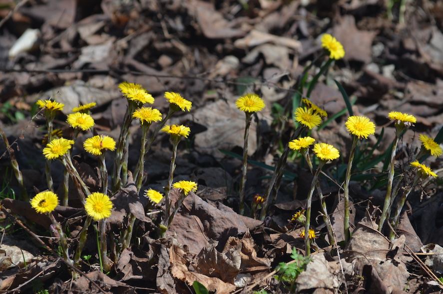 Coltsfoot patch