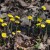 Coltsfoot patch