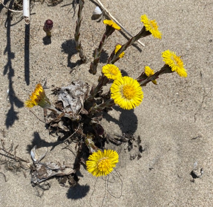 Coltsfoot on sandy dune