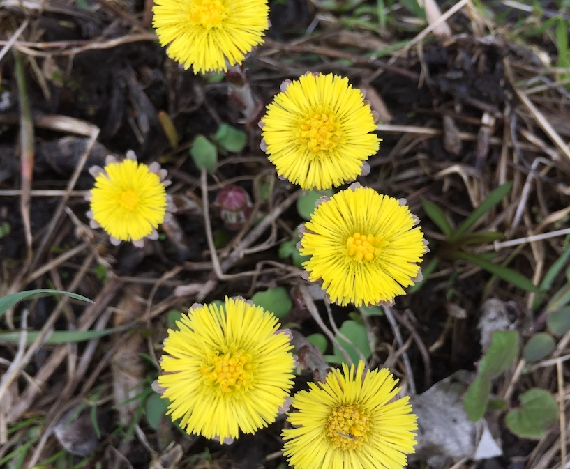 Coltsfoot blooms