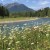 Elk River in July