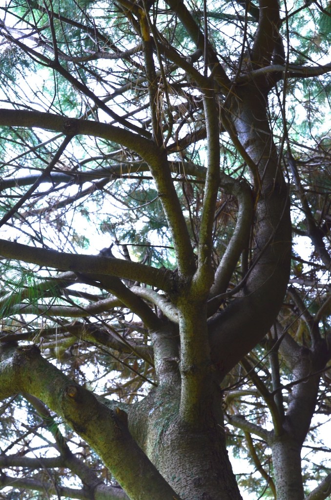 Eastern white pine Pinus strobus