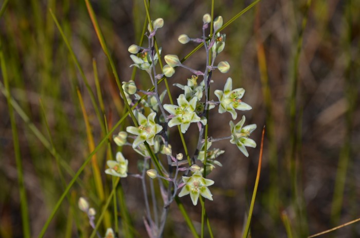 White and lime green Ontario wildflower