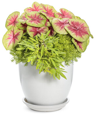 Proven Winners container planting