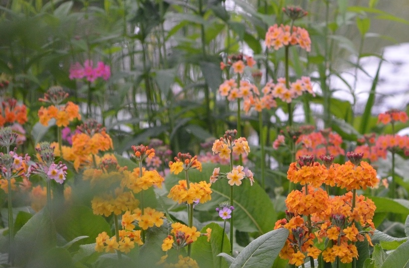 Colourful Japanese primulas