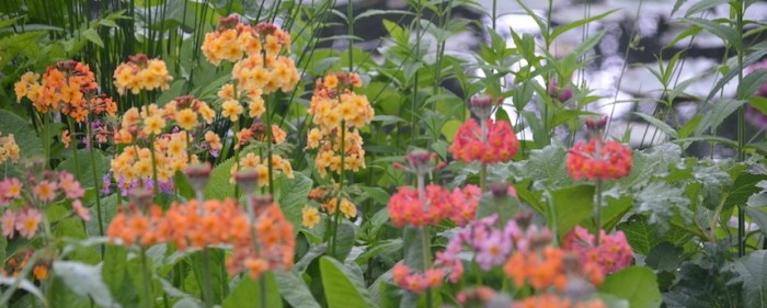 Mixed Japanese primulas