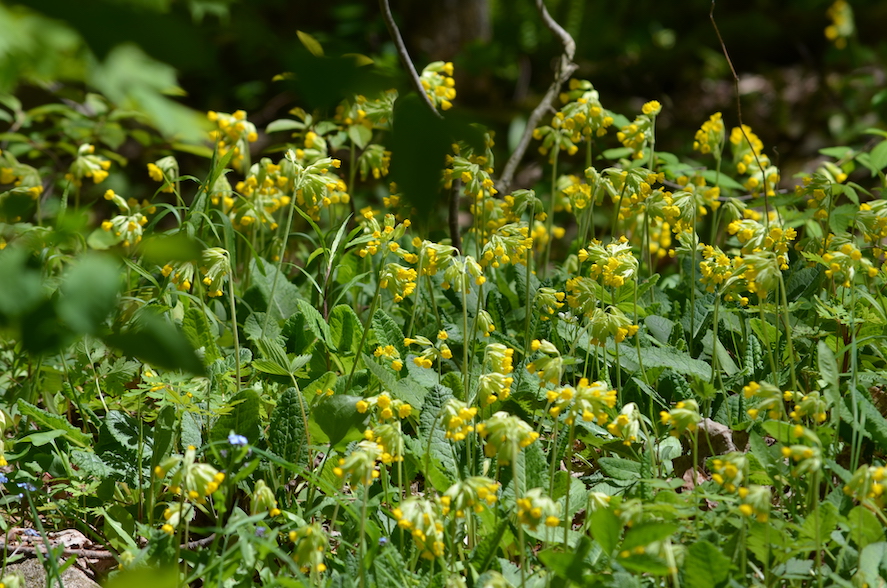 Yellow primulas in a large grouping