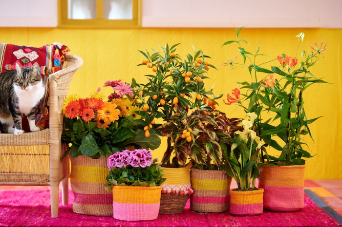 Flower Council of Holland photo of potted plants