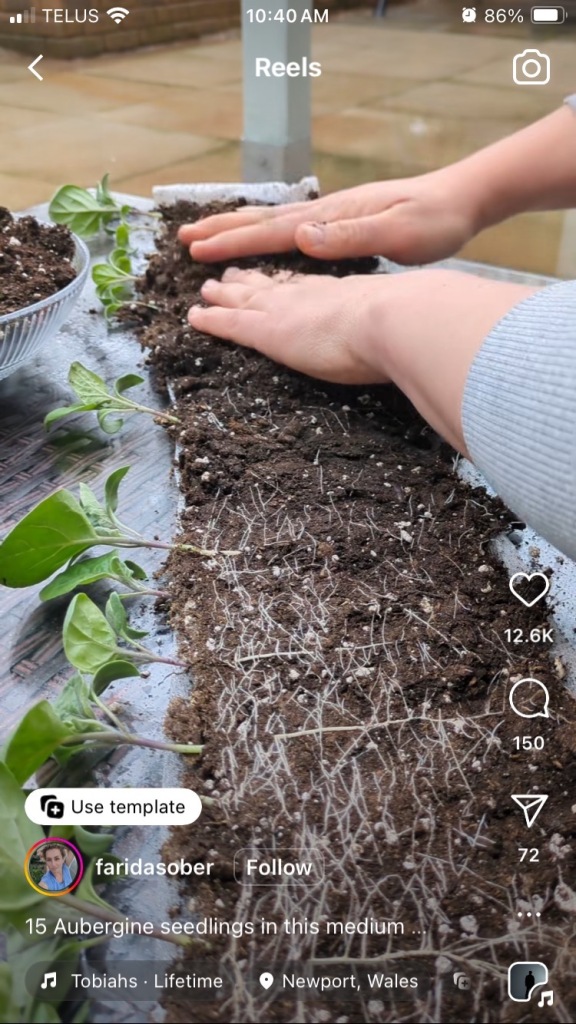 Seedlings full grown using snail method