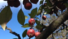 Apples on tree branch