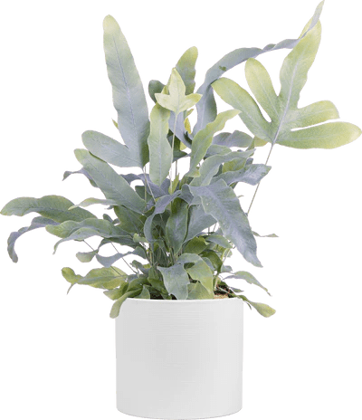 Indoor potted plant from Plantsome