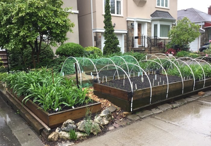 Front yard vegetable garden