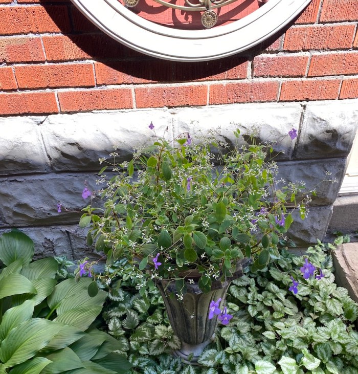 Streptocarpella saxorum