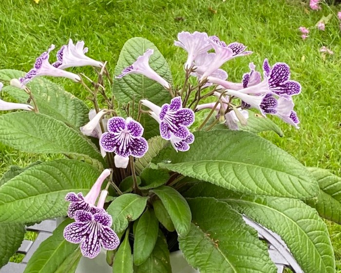 Bicolour Streptocarpus