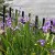 Blue flag irises in a large climp