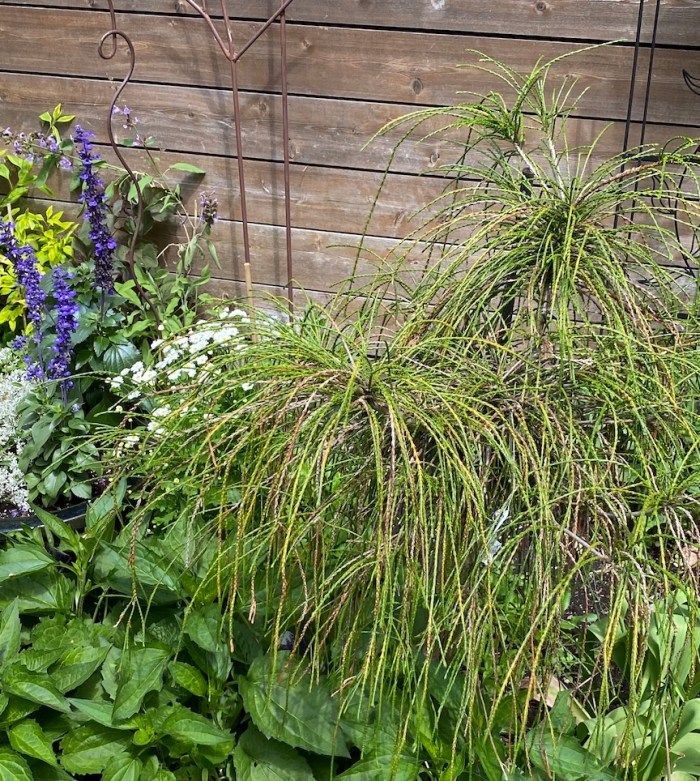 Whipcord evergreen accent plant