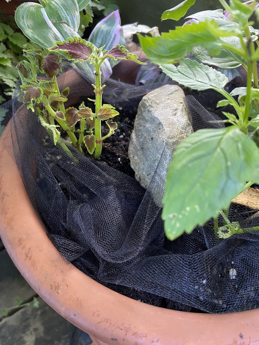 Tulle in plant container