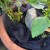 Tulle in plant container